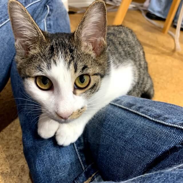 ネコロブについて